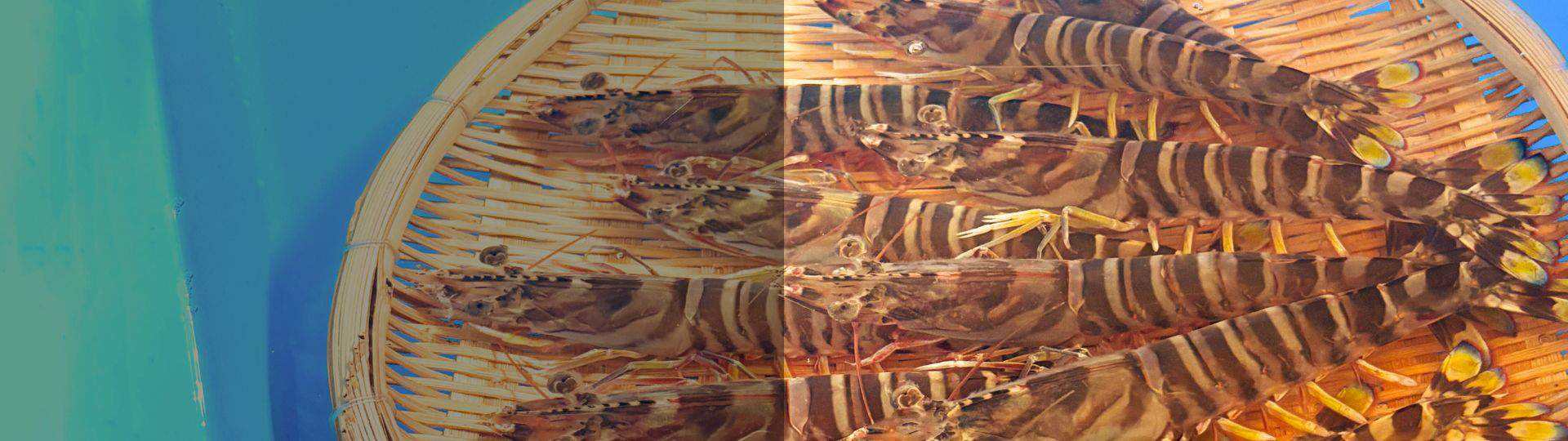 スライドの画像01